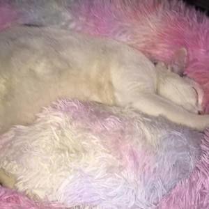 Meet your Posher, Tessa